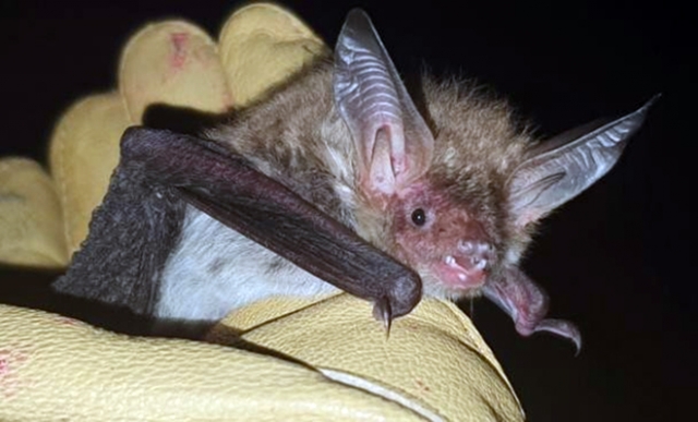 Бехщайновият нощник (Myotis bechsteinii)