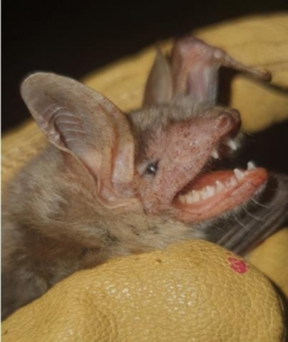 Голям нощник (Myotis myotis)