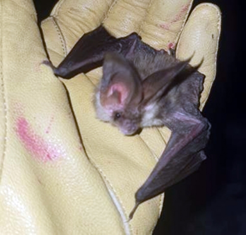 Кафяв дългоух прилеп (Plecotus auritus)