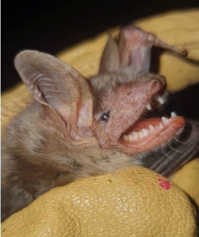 Мустакат нощник (Myotis mystacinus)