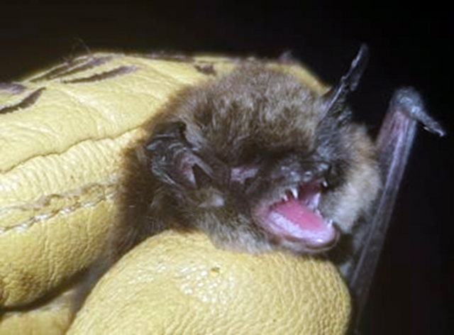 Мустакат нощник на Давиди (Myotis davidii)