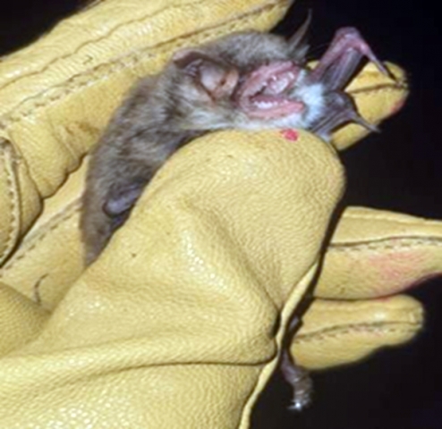 Нощник на Натерер (Myotis nattereri)