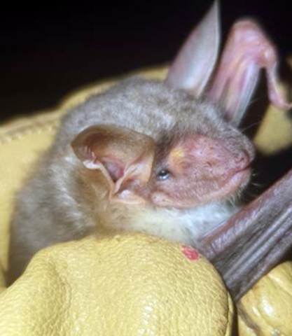 Остроух нощник (Myotis blytii)
