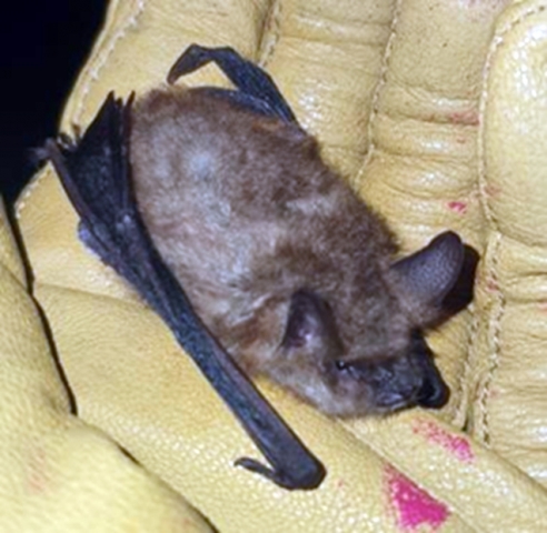 Трицветен нощник (Myoti emarginatus)